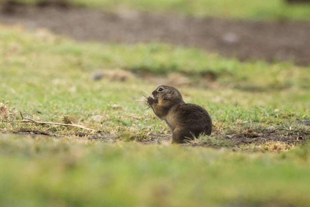 Doğanın sempatik kemirgeni 'gelengi', kameralara yakalandı! Sadece Anadolu topraklarında yaşıyorlar 5